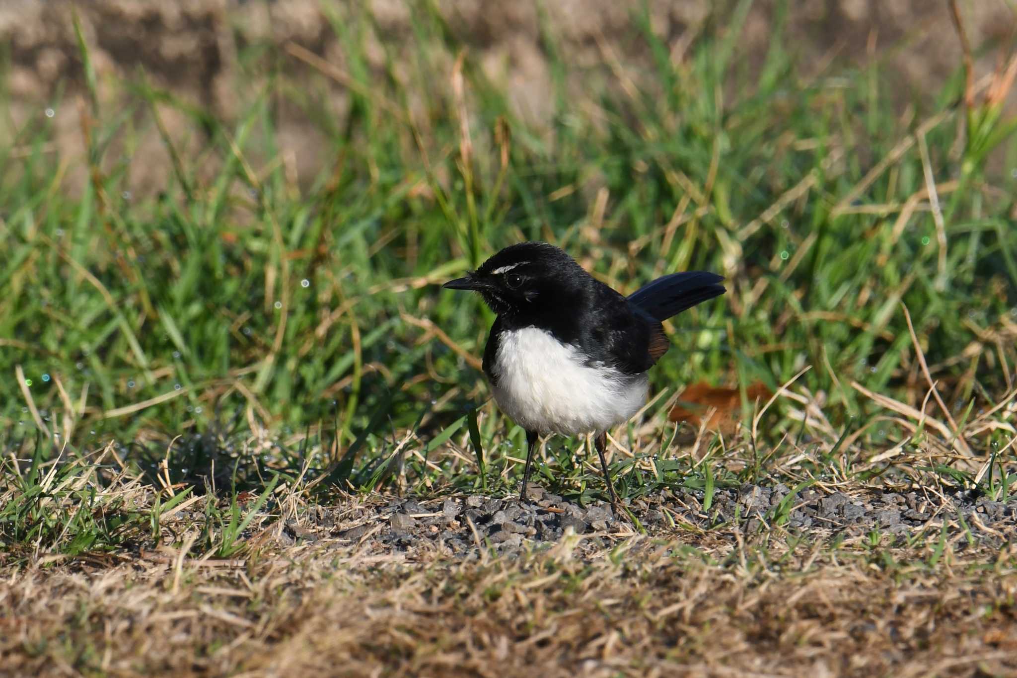 Photo of Willie Wagtail at ケアンズ by あひる