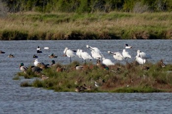 Eurasian Spoonbill La Rochelle Thu, 10/24/2019