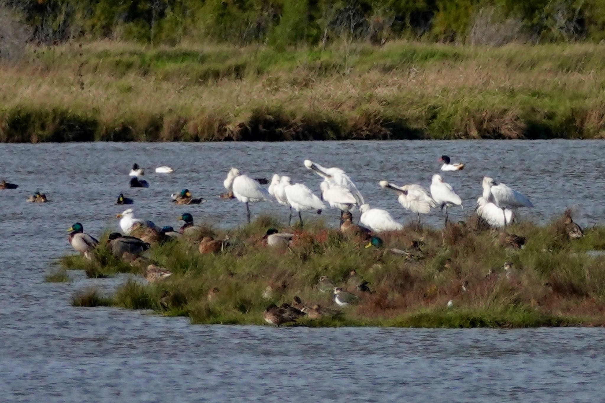 Eurasian Spoonbill