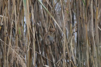 Common Reed Bunting 境川遊水地公園 Sat, 12/21/2019