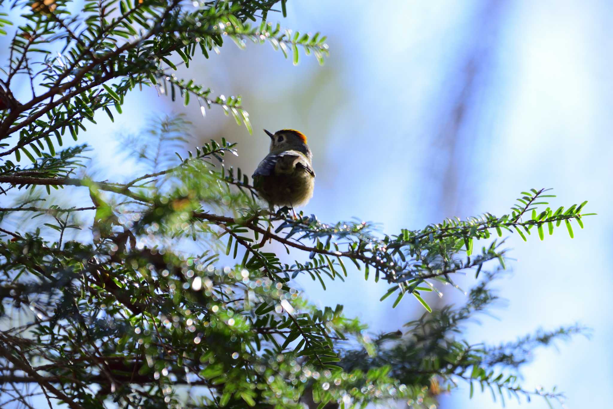 Photo of Goldcrest at Lake Kawaguchiko by ゆう