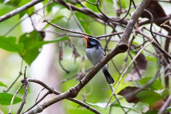 Chestnut-throated Flycatcher Colo-I-Suva Forest Park Tue, 9/17/2019