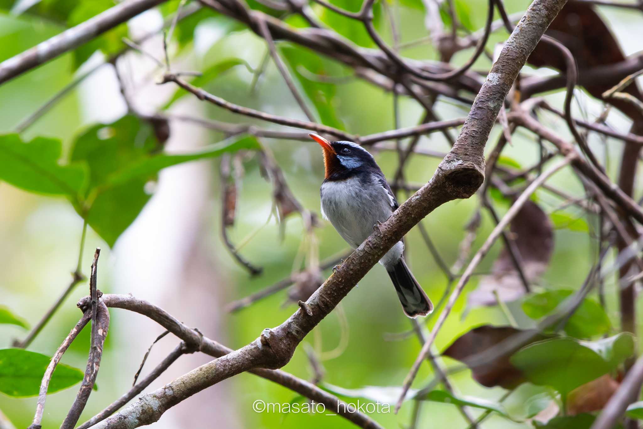 Photo of Chestnut-throated Flycatcher at Colo-I-Suva Forest Park by Trio