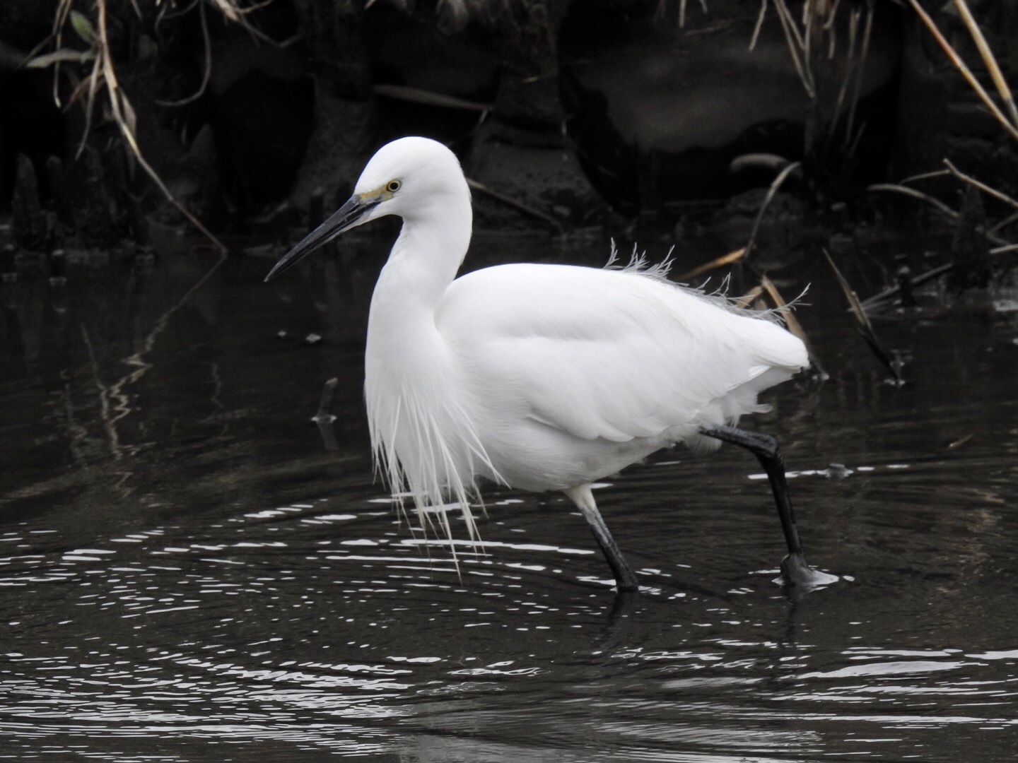 Photo of Little Egret at さいたま市 by なおんなおん