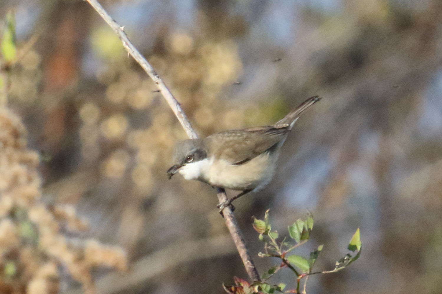 Photo of Lesser Whitethroat at 愛知 by マイク