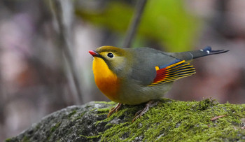 ソウシチョウ 東京都多摩地域 2019年12月22日(日)