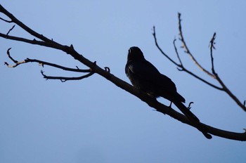 Black Drongo 台湾 Thu, 12/12/2019