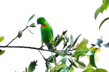 Blue-crowned Hanging Parrot Singapore Botanic Gardens Sat, 11/30/2019