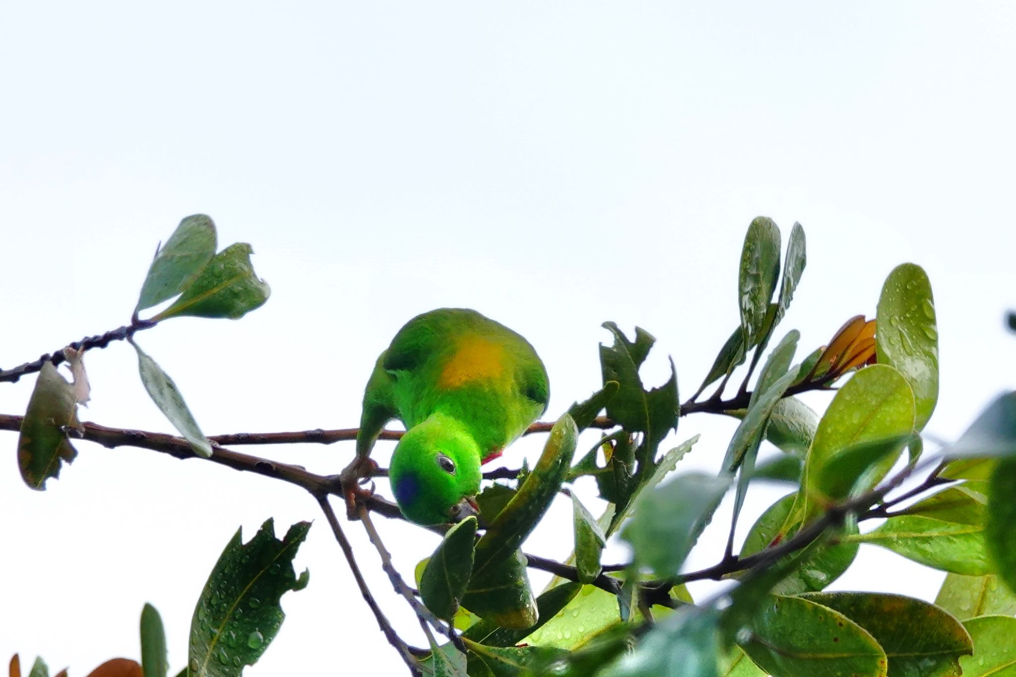 Photo of Blue-crowned Hanging Parrot at Singapore Botanic Gardens by のどか