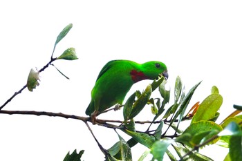 Blue-crowned Hanging Parrot Singapore Botanic Gardens Sat, 11/30/2019