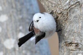 Long-tailed tit(japonicus) Makomanai Park Wed, 12/25/2019