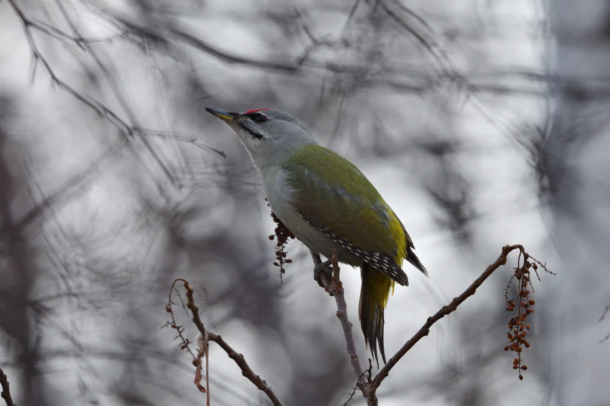 Photo of Grey-headed Woodpecker at Makomanai Park by mike2475