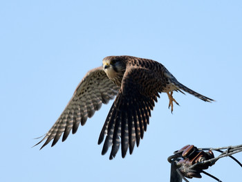 チョウゲンボウ 京都06 2019年12月14日(土)