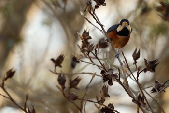 Varied Tit やすらぎ公園竹田市 Tue, 12/24/2019