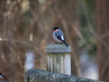 Wed, 12/25/2019 Birding report at Saitama Prefecture Forest Park