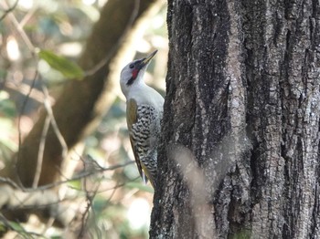 Japanese Green Woodpecker 海上の森 Wed, 12/25/2019