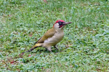 2019年10月27日(日) Saint-Germain-en-Laye,Franceの野鳥観察記録