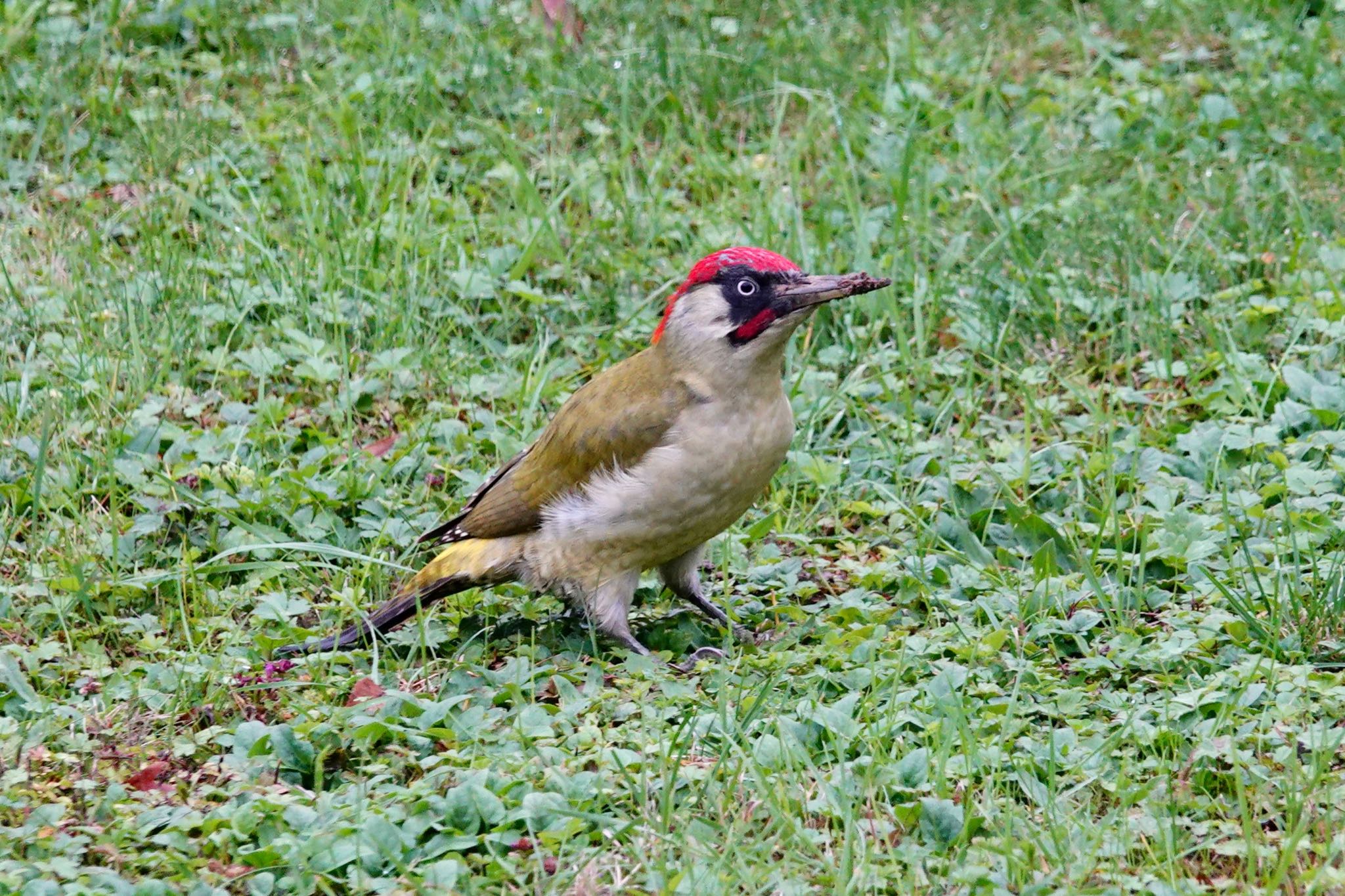 Photo of European Green Woodpecker at Saint-Germain-en-Laye,France by のどか