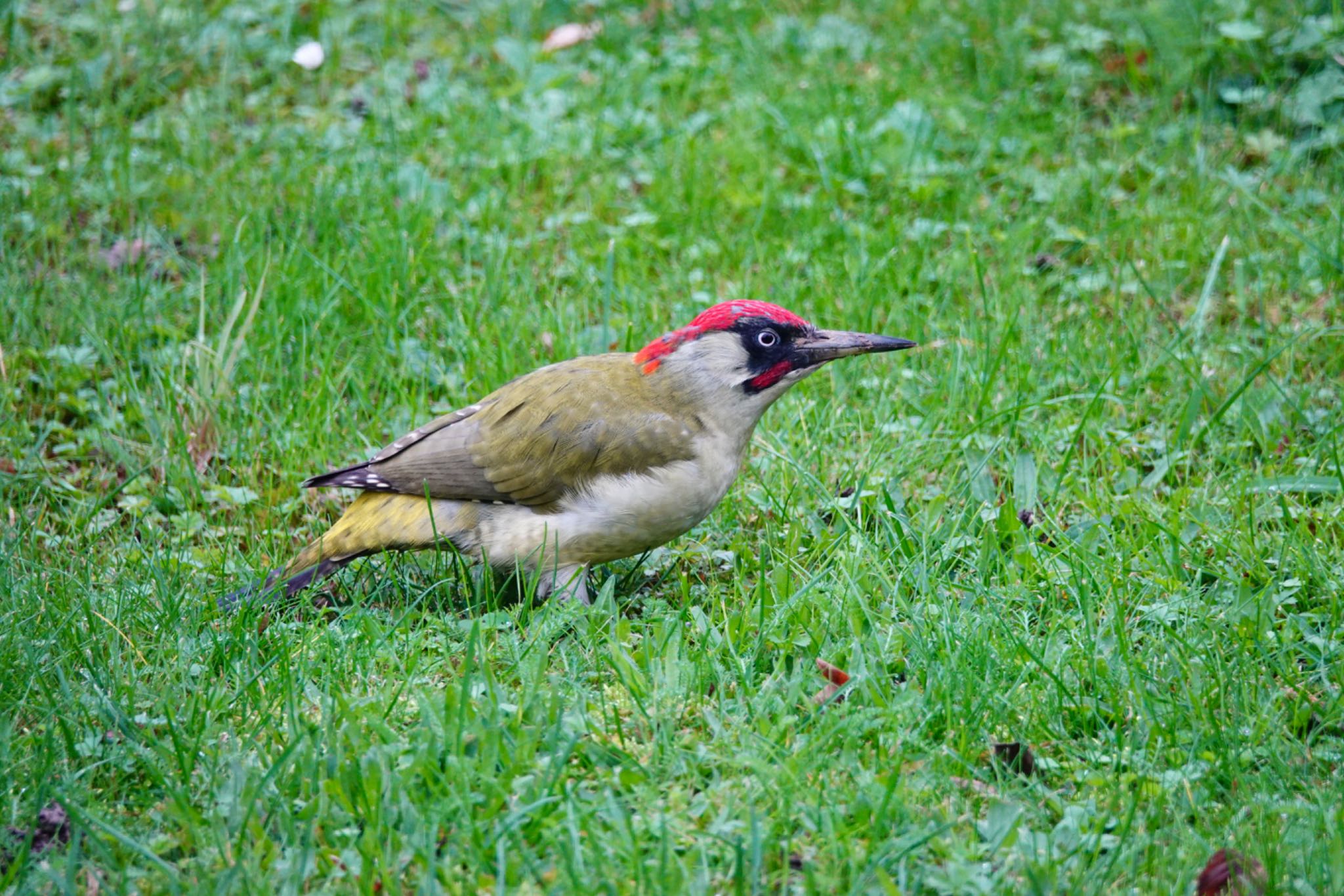 Photo of European Green Woodpecker at サンジェルマンアンレー、フランス by のどか