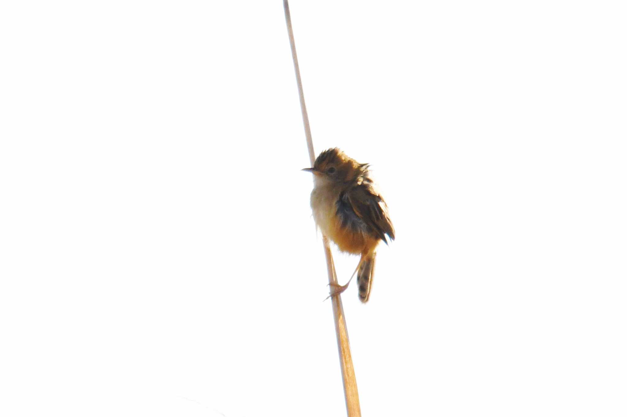 Golden-headed Cisticola