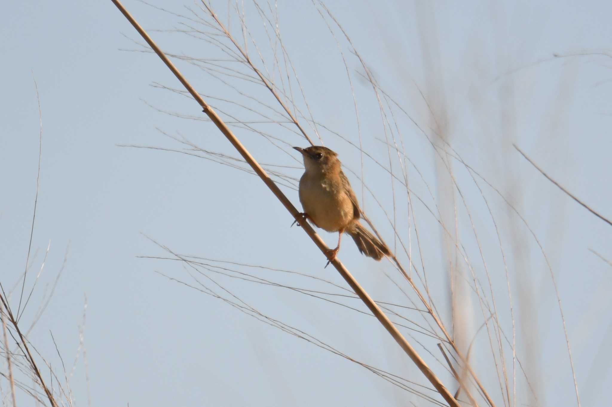 Golden-headed Cisticola