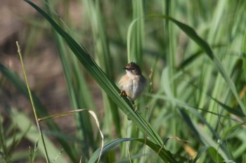 Golden-headed Cisticola ケアンズ Sun, 10/13/2019