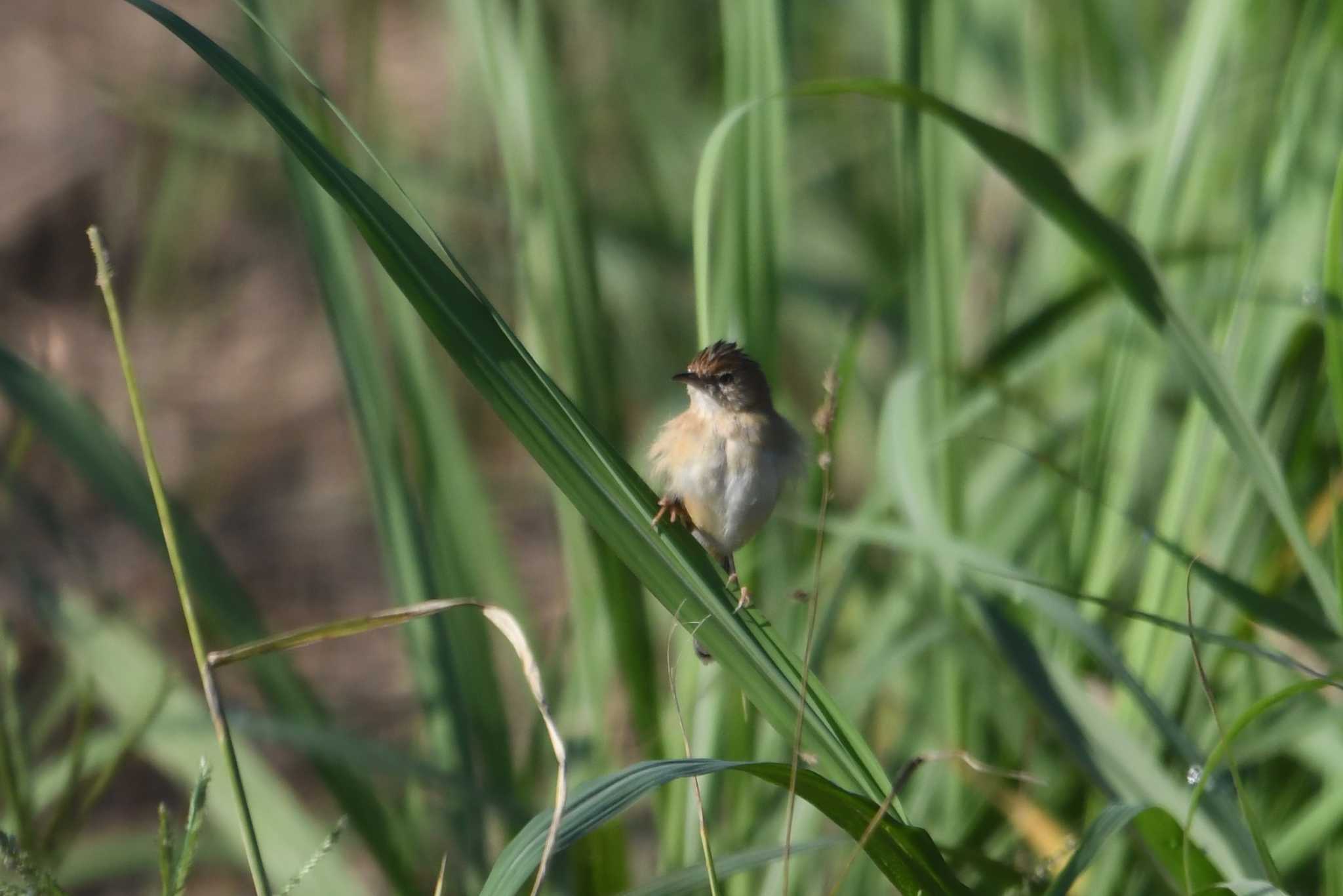 Golden-headed Cisticola