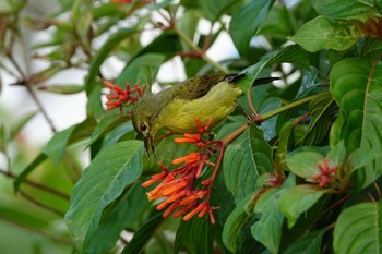 2019年12月5日(木) Jurong Lake Gardensの野鳥観察記録