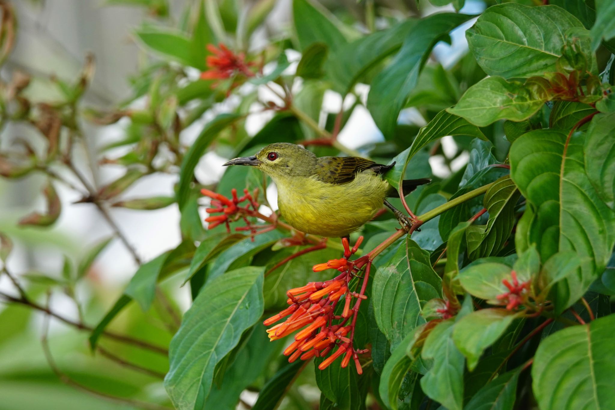 Brown-throated Sunbird