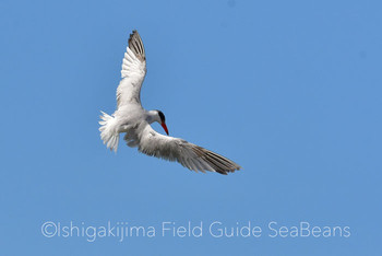 オニアジサシ 石垣島 2019年12月25日(水)