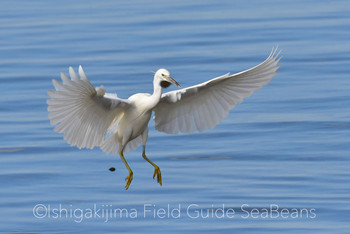 クロサギ 石垣島 2019年12月25日(水)