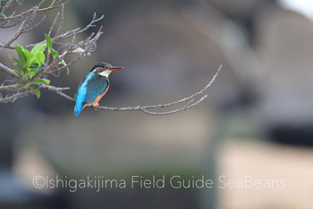 カワセミ 石垣島 2019年12月25日(水)