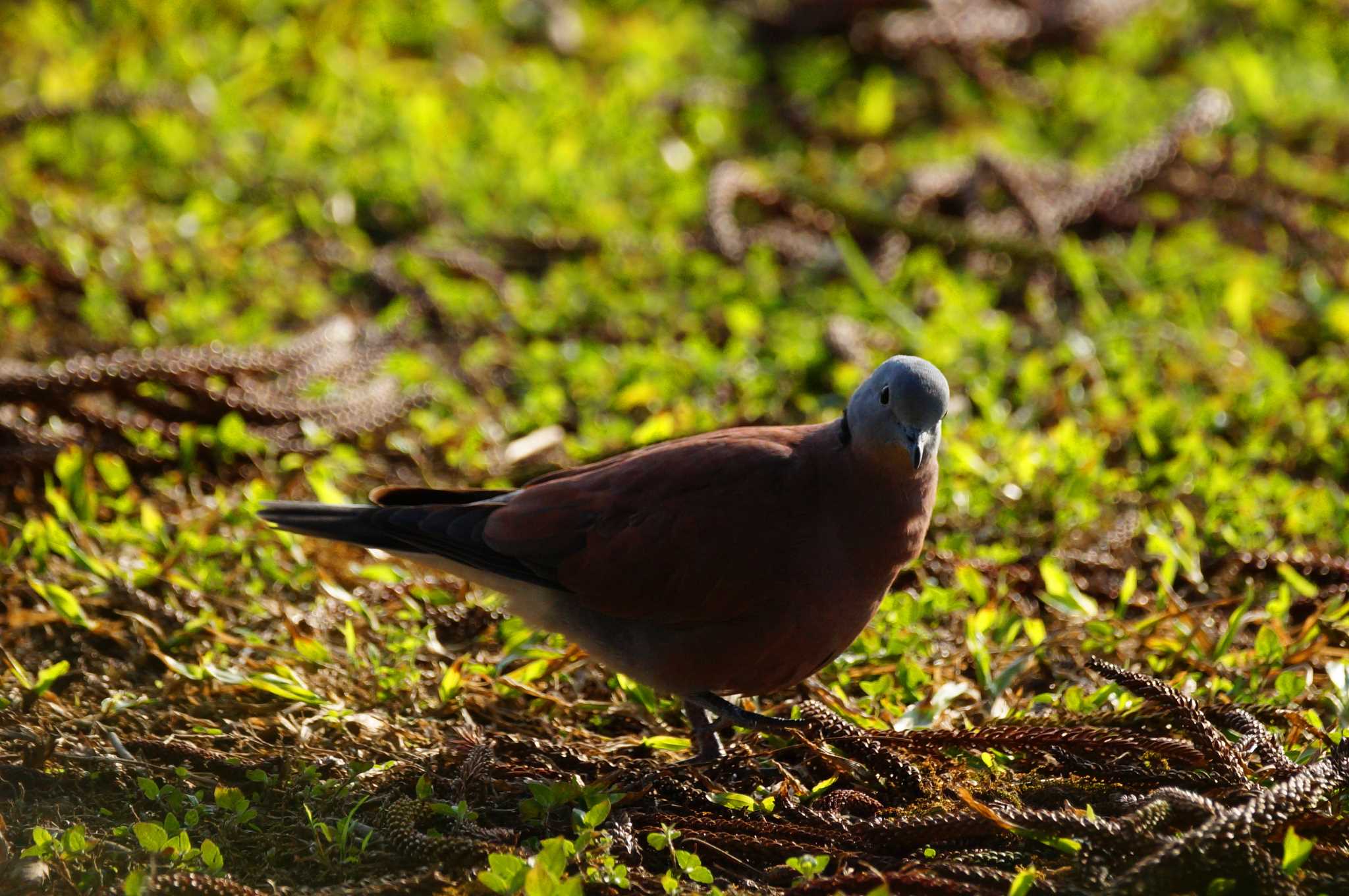 Photo of Red Collared Dove at 台湾 by bea