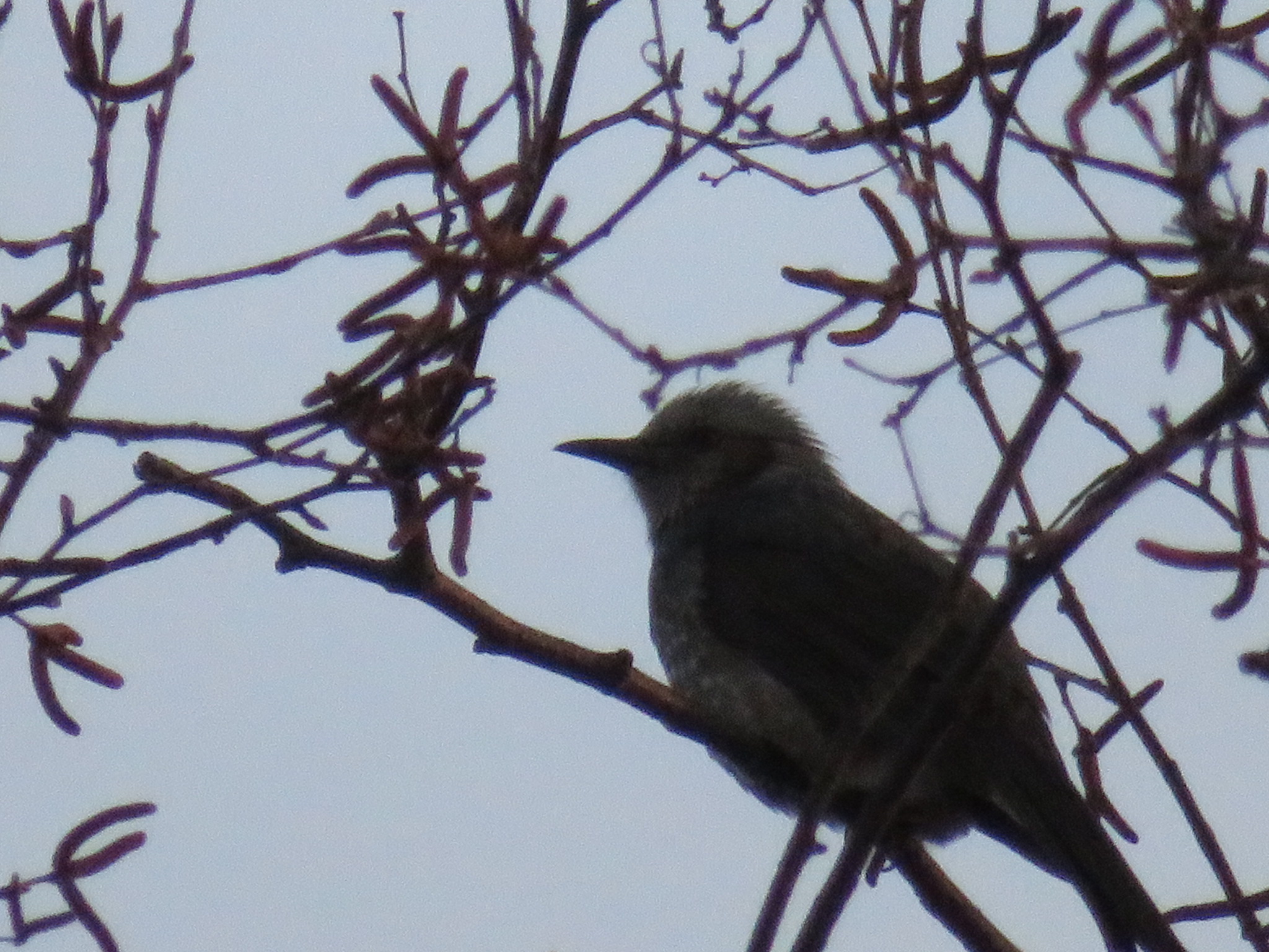 Photo of Dusky Thrush at Makomanai Park by xuuhiro