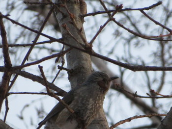 Brown-eared Bulbul Makomanai Park Thu, 12/26/2019