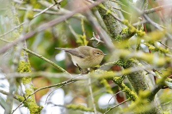 Common Chiffchaff La Rochelle Thu, 10/24/2019