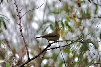 Common Chiffchaff La Rochelle Thu, 10/24/2019