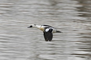 Smew 長都沼(千歳市) Thu, 12/26/2019