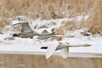 Whooper Swan 長都沼(千歳市) Thu, 12/26/2019