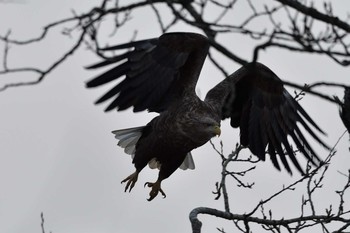 White-tailed Eagle 恵庭市 Thu, 12/26/2019