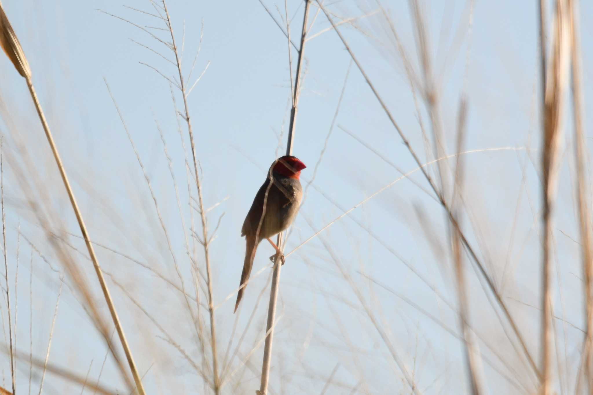 Crimson Finch