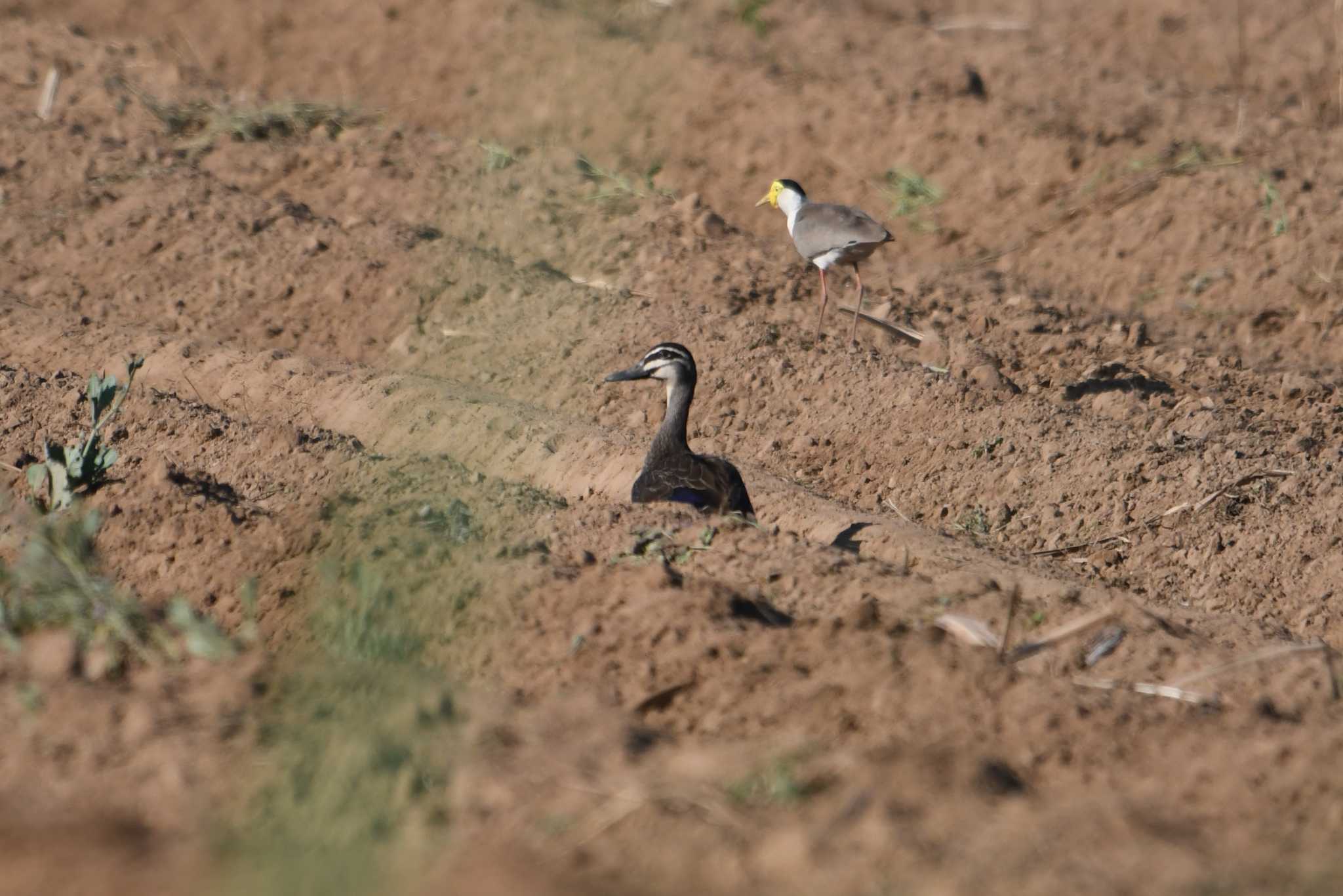 Pacific Black Duck