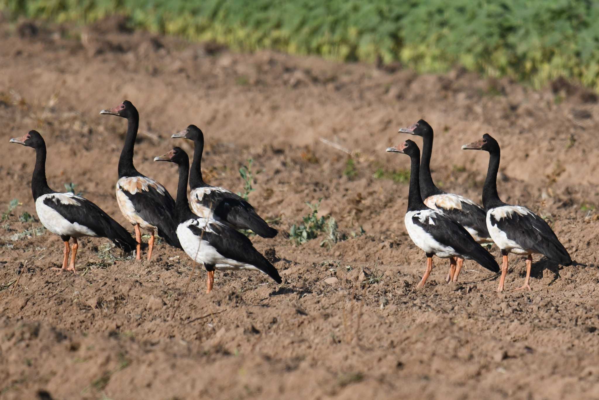 Magpie Goose