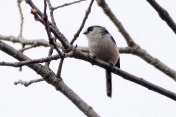 エナガ 東高根森林公園 2019年12月26日(木)