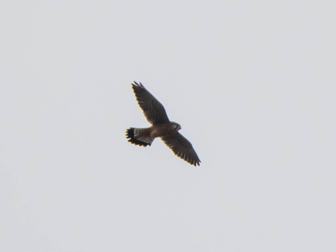 Common Kestrel