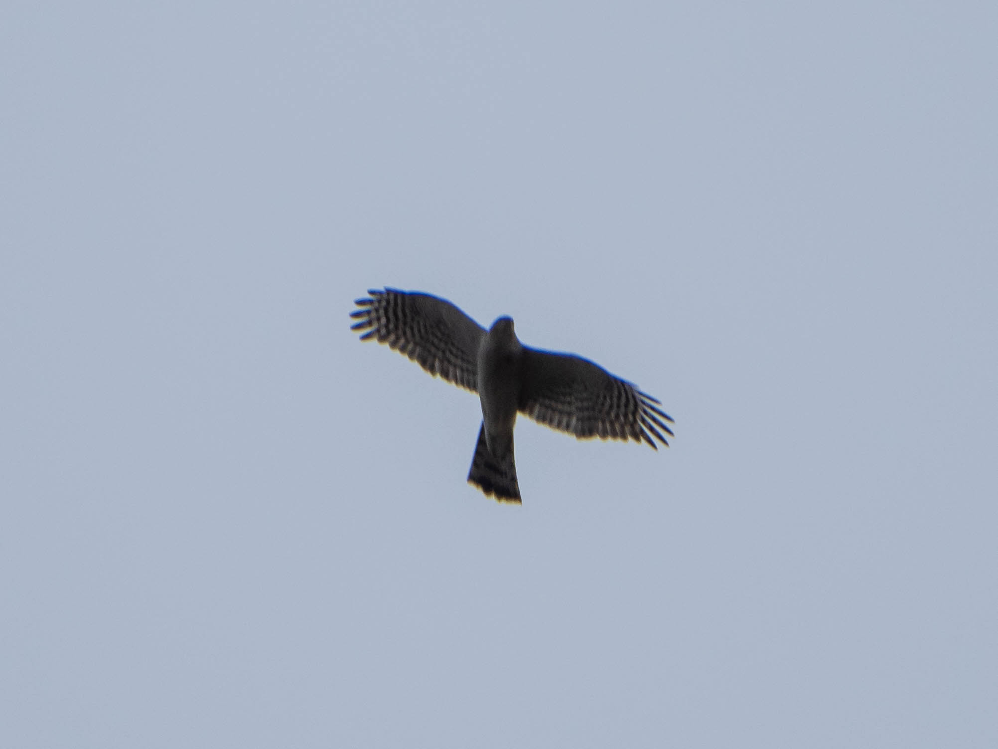 Eurasian Sparrowhawk