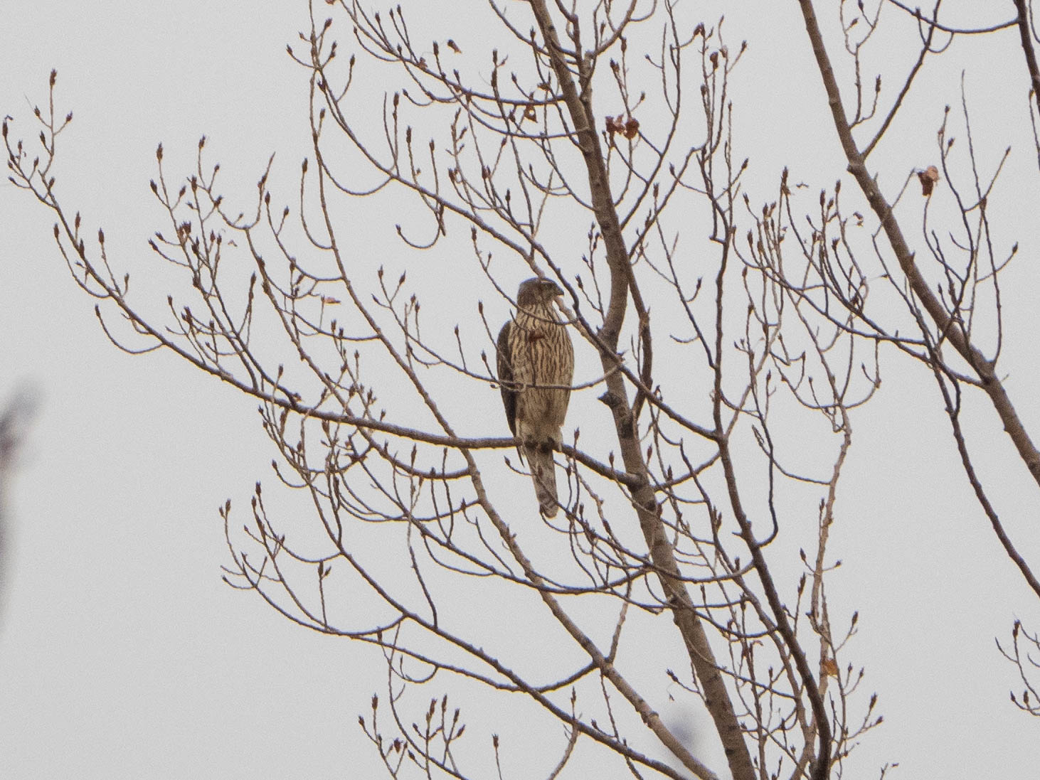 Eurasian Goshawk