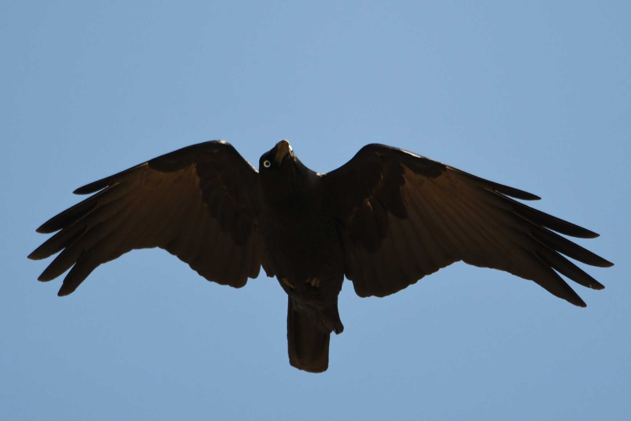 Photo of Torresian Crow at オーストラリア by あひる