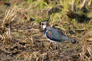 Northern Lapwing Izumi Crane Observation Center Sat, 12/14/2019