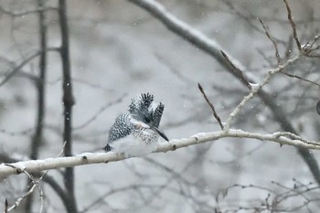 Crested Kingfisher 札幌市 Fri, 12/27/2019